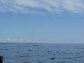 Baleines 019